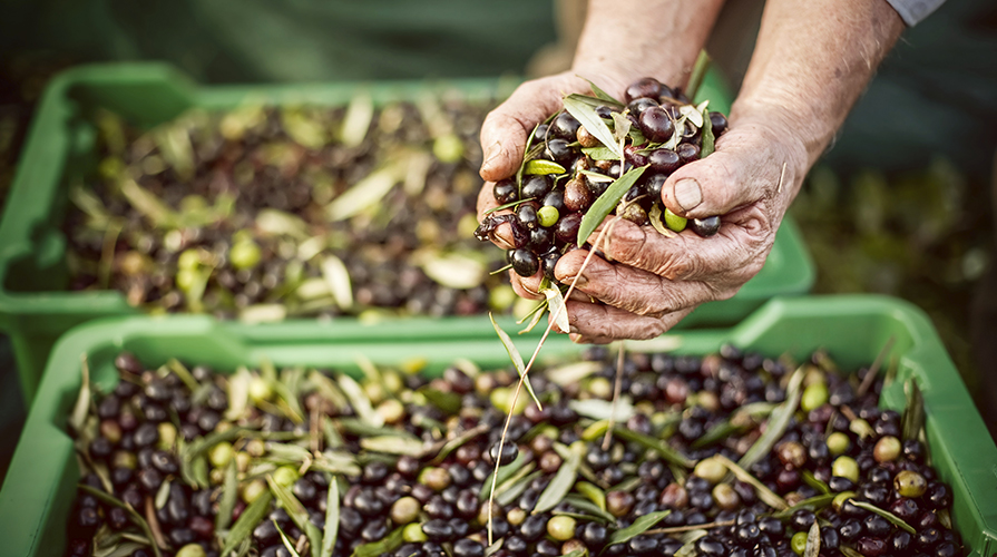 olio extra vergine d'oliva