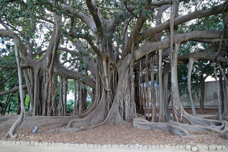 Orto botanico Palermo