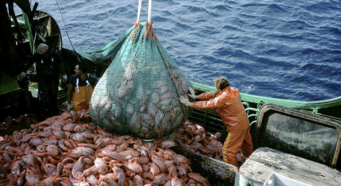 Orange roughy trawler